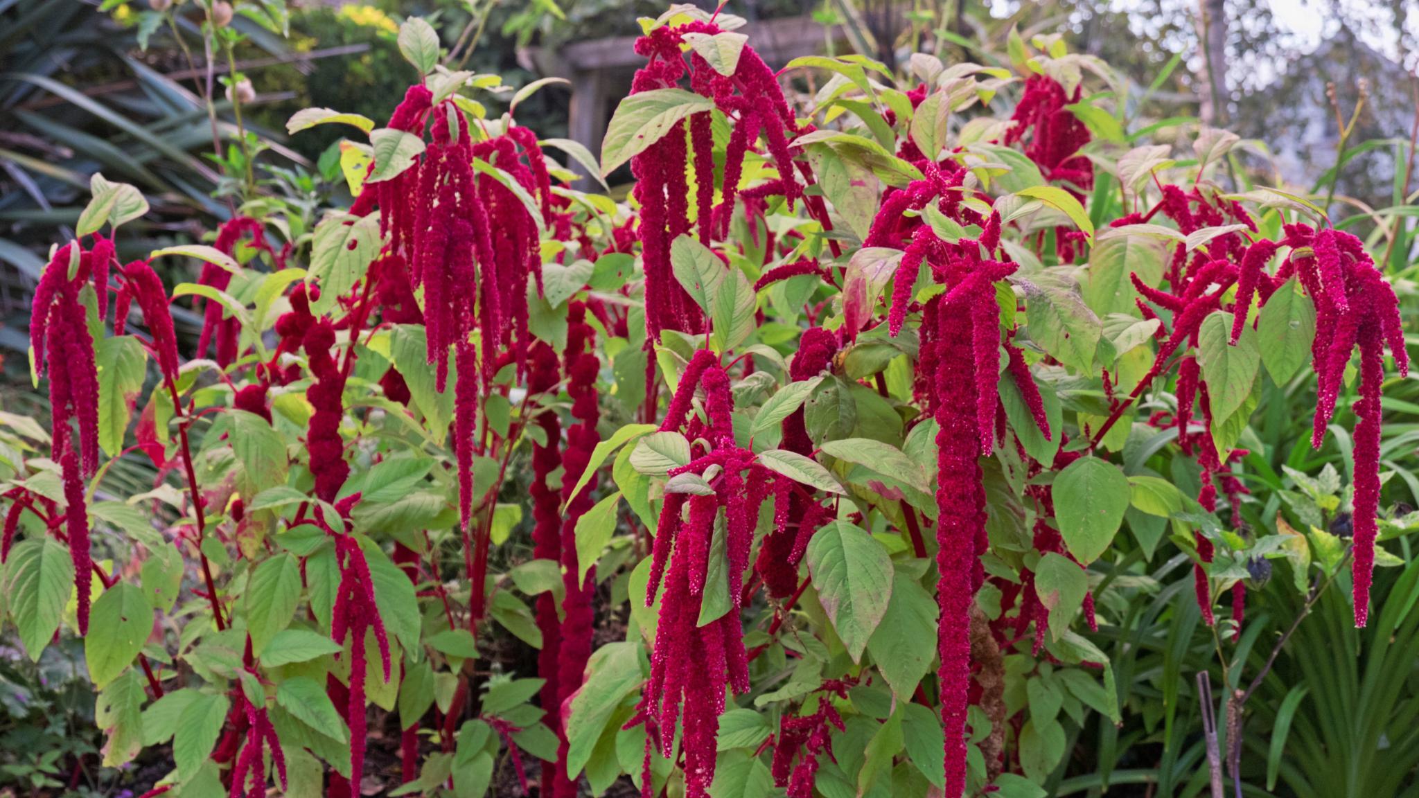 (Amaranth caudatus) Love Lies Bleeding